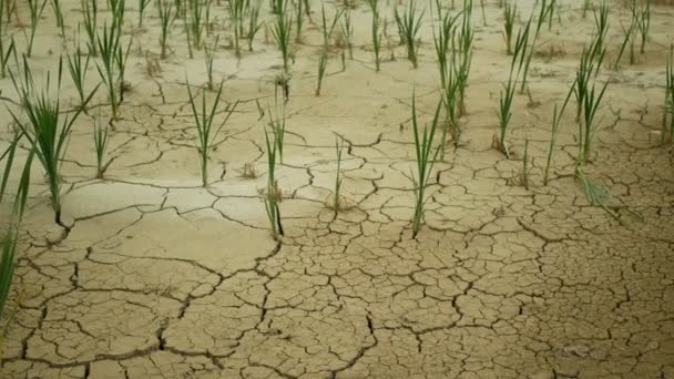 Тріщини сухий ставок водно-болотних угідь, болото дуже висохлої земної кори зміна клімату, екологічна катастрофа і тріщини землі дуже, смерть для рослин і тварин, посуха — стокове відео