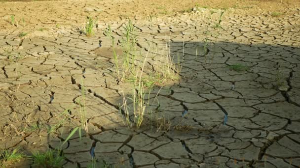 Susza pęknięty staw mokradła, bagna bardzo suszenie skorupy gleby zmiany klimatu, katastrofa środowiskowa i pęknięcia ziemi bardzo, śmierć dla roślin i zwierząt, suche bagna degradacji gleby — Wideo stockowe