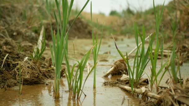 Ξηρασία ποταμός ρέμα υδροβιότοπος, βάλτο ρυάκι rivulet ξήρανση εδάφους ραγισμένα κρούστα της γης κλιματική αλλαγή, επιφάνεια ακραία κύμα θερμότητας προκάλεσε κρίση, περιβαλλοντική καταστροφή ρωγμές πηλό, θάνατος φυτά νερό — Αρχείο Βίντεο