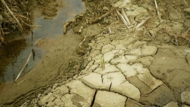 Sequía agrietada suelo río corriente humedal agua, pantano arroyo arroyo secado corteza terrestre cambio climático, superficie extrema ola de calor causado crisis, desastres ambientales arcilla grietas, plantas de muerte — Vídeo de stock