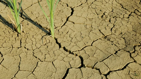 Cracks drought pond lake wetland, swamp very drying up the soil crust earth climate change, environmental disaster and earth cracked very, death for plants and animals, soil dry degradation — Stock Photo, Image