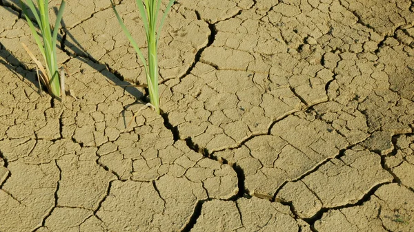 Cracks stagno siccità lago zone umide, palude molto asciugare la crosta del suolo cambiamenti climatici, disastro ambientale e la terra incrinato molto, morte per piante e animali, degradazione secca del suolo — Foto Stock