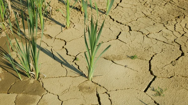 Secchezza stagno incrinato lago zone umide, palude molto asciugare la crosta del suolo cambiamento climatico della terra, disastro ambientale e crepe della terra molto, morte per piante e animali, degradazione secca del suolo — Foto Stock