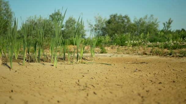 Çatlak kurak göl sulak arazisi, gölet bataklığı toprağı kurutan toprak kabuğunu kurutan iklim değişikliği, çevresel felaket ve toprak çatırdaması bitkiler ve hayvanlar için ölüm, toprak kuru çürüme — Stok video