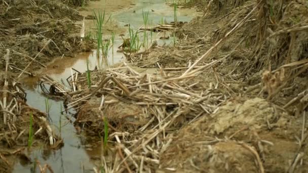 干ばつ川の流れの湿地、湿地クリーク川の土壌水を乾燥させる地殻変動、表面極端な熱波が危機を引き起こし、環境災害粘土の亀裂、死の植物 — ストック動画