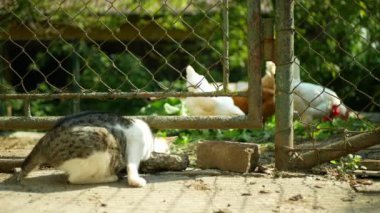 Köyün bahçesinde tekir kedisi küçük kör yavru kedi. Kedi, ağzında kapalı bir kedi gözü taşıyor. Tavuk çimi yemi. Şirin yavru köpek yavrusu. Yavru bebekler.