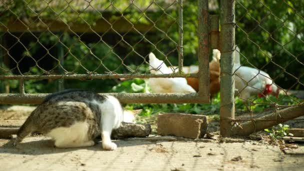Табби кот маленький слепой новорожденный котенок во дворе в деревне. Кота несет котенка с закрытыми глазами в морде. Корм из травы кур, симпатичный щенок, детеныши, мать-самка — стоковое видео