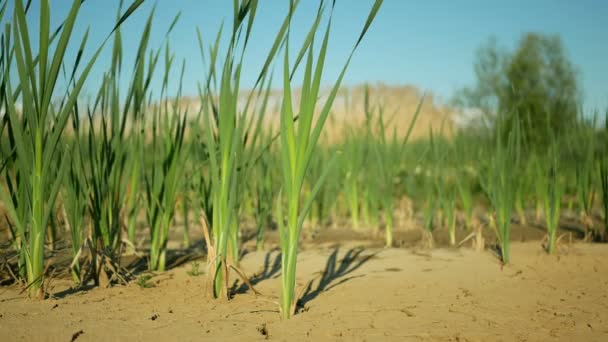 干涸的池塘湖泊湿地，湿地非常干枯的土壤地壳，地球气候变化，环境灾害和地球裂缝，动植物死亡，土壤干旱 — 图库视频影像