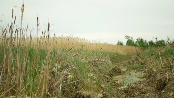 Υδροβιότοπος ρέματος ξηρών ποταμών, ποταμόκολπος ποταμών ξηραίνοντας το νερό του εδάφους ραγισμένο φλοιό της γης κλιματική αλλαγή, επιφανειακό κύμα καύσωνα προκάλεσε κρίση, περιβαλλοντική καταστροφή ρωγμές ξηρασίας αργίλου, φυτά θανάτου — Αρχείο Βίντεο