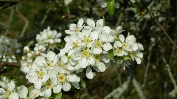 Körtefa virág virágzás növekvő vagy virágzó bimbó ág gyümölcsösök kert tavasz fák Pyrus közös európai levelek levél közelkép részlet gyümölcs, falusi táj bio biogazdálkodás Nyugat-Kína — Stock videók