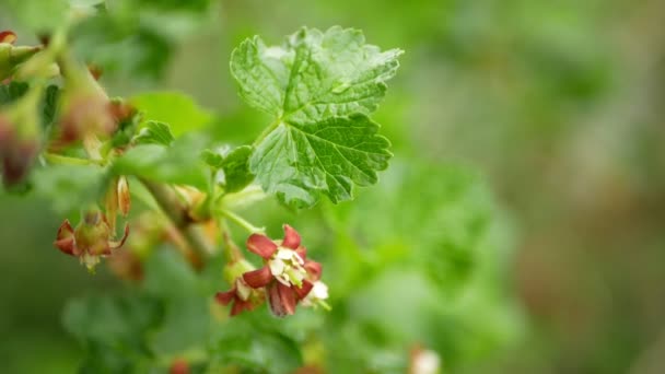 Jostaberry blomma växande buske buske blomma knopp gren fruktträdgård trädgård vår Ribes nidigrolaria svarta vinbär krusbär hybrid blad närbild detalj frukt, bio ekologisk odling — Stockvideo