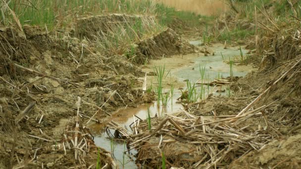 干ばつ川の流れの湿地、湿地クリーク川の土壌水を乾燥させる地殻変動、表面極端な熱波が危機を引き起こし、環境災害粘土の亀裂、死の植物 — ストック動画