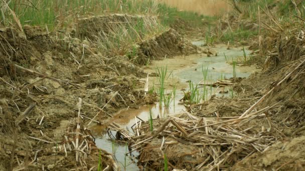 Dürre Flussfeuchtgebiet, Sumpf Bach Bach Austrocknung Boden Wasser rissig Kruste Erde Klimawandel, Oberfläche extreme Hitzewelle verursacht Krise, Umweltkatastrophe Lehmrisse, Tod Pflanzen — Stockvideo