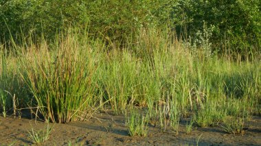 Çok kurak sulak arazi, bataklık çamuru ve toprağı kurutan gölet çatlamış toprak, toprak, iklim değişikliği, çevresel felaket ve dünya çatlıyor. Bitkiler ve hayvanlar için ölüm, toprağın çürümesi, su eksikliği, ağaç çölü faciası.