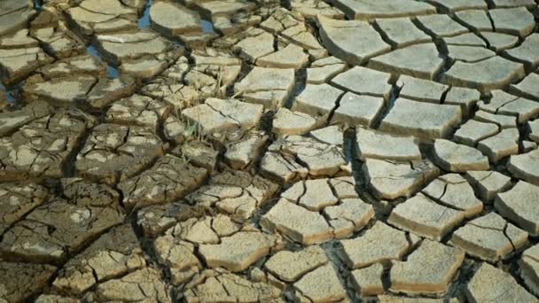 干ばつ亀裂池湿地、沼湖は、土壌地殻地球の気候変動、環境災害地球の亀裂は非常に乾燥させ、植物や動物の死、土壌乾燥劣化沼 — ストック動画