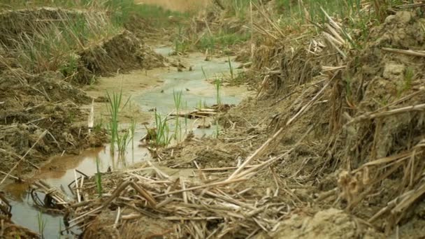 Riacho de rio seco zonas húmidas, riacho de riacho de pântano secando água do solo crosta seca rachada mudança climática, onda de calor extrema argila causada crise, rachaduras desastre ambiental, plantas mortais — Vídeo de Stock