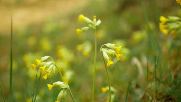 野生のカウスリップ、一般的なカウスリップまたはプリムラ・プリムラ・ヴェリスの花序は黄色の絶滅危惧種の花植物を咲かせます。合法的に保護され、草本のエルバ、開花準備段階 — ストック動画