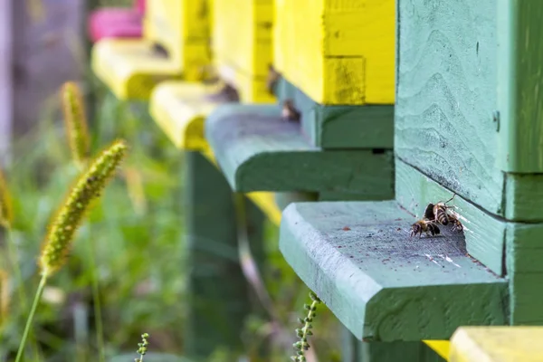 Colmena de abejas en un día soleado —  Fotos de Stock