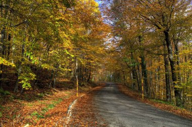     Sonbahar ormanında yol 