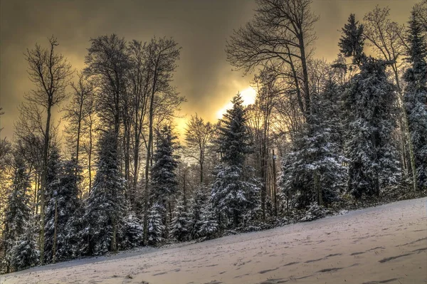 Zimní les na Medvednica při západu slunce — Stock fotografie