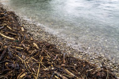     Ağaç çöp bir kıyısında 