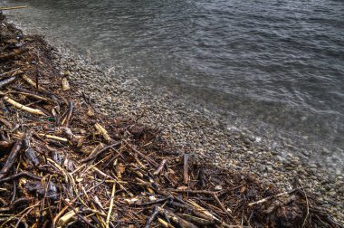     Ağaç çöp bir kıyısında 