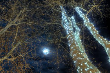     Advent zamanında Park Zrinjevac Zagreb 