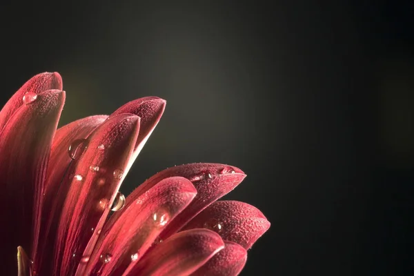 Red gerbera flower on a black background — Stock Photo, Image