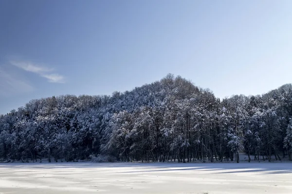 Paisagem de uma floresta em inverno — Fotografia de Stock