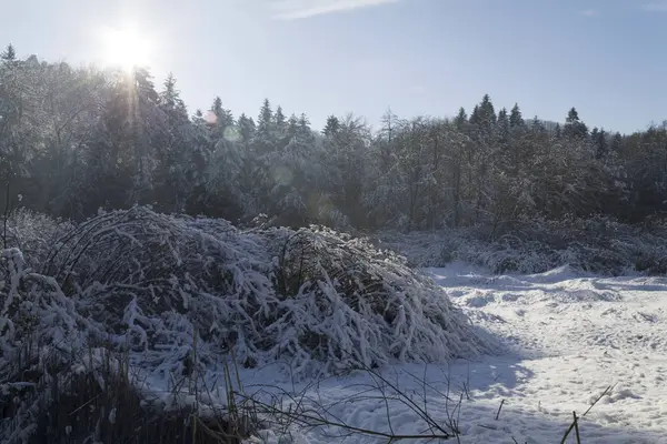 Krajina lesa v zimě — Stock fotografie