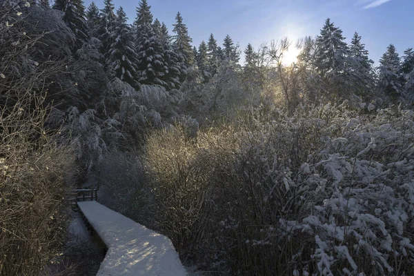 Malý most v zasněžené zimní les — Stock fotografie