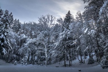     Kışın orman manzarası 