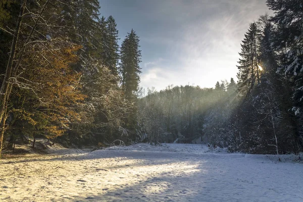 Krajina lesa v zimě — Stock fotografie