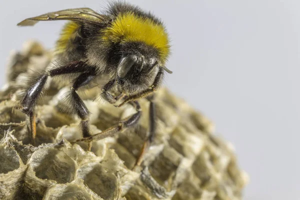     Bumblebee ve eşekarısı yuvası 