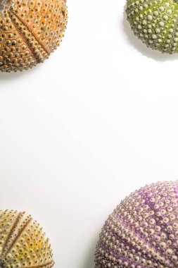     Beyaz bir arka plan üzerinde deniz kestanesi bilmiyorum 