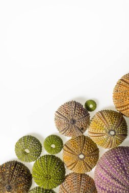     Beyaz bir arka plan üzerinde deniz kestanesi bilmiyorum 