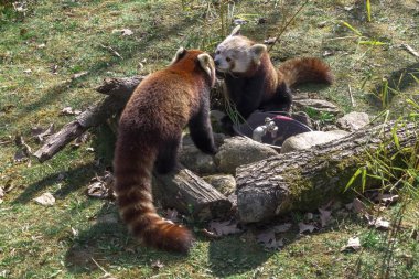     İki kırmızı pandalar bir hayvanat bahçesi 