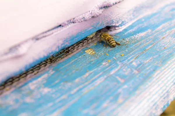 Uma abelha solitária na entrada da colmeia — Fotografia de Stock