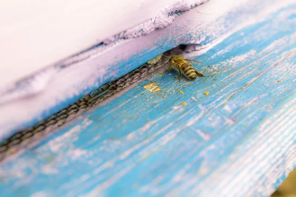 Eine einsame Biene im Bienenstock-Eingang lizenzfreie Stockfotos