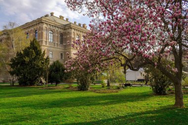     Manolya ağacı Zagreb, Hırvatistan 