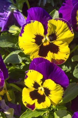     Bir bahçe homo mor çiçekler 