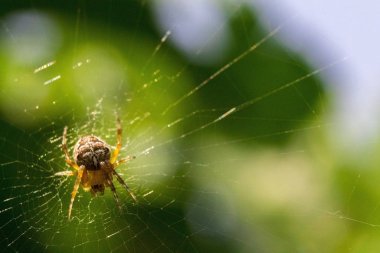 Yeşil arkaplandaki örümcek