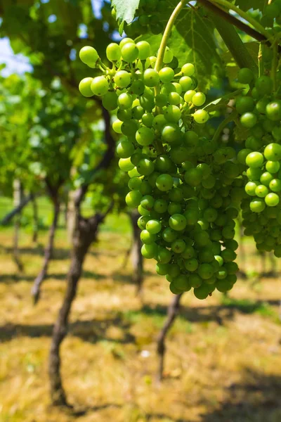 Uvas em fase de maturação — Fotografia de Stock