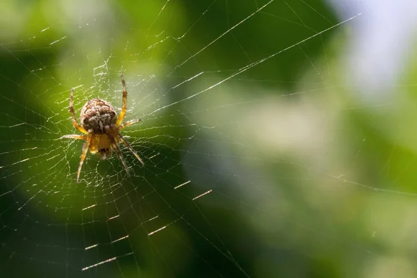 Yeşil arkaplandaki örümcek