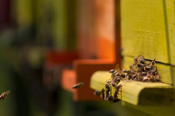 Bees in beehive — Stock Photo, Image
