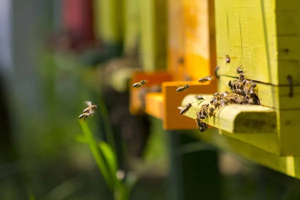 Bienen im Bienenstock — Stockfoto