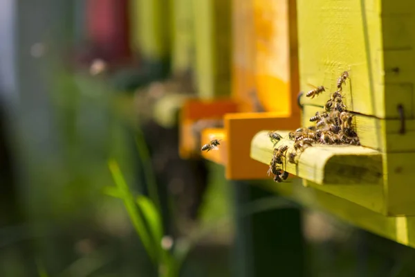 Bees in beehive — Stock Photo, Image