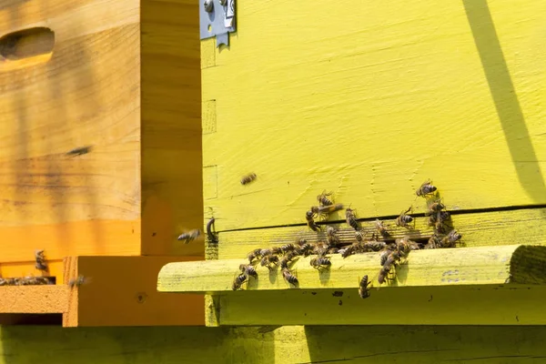 Bees in beehive — Stock Photo, Image