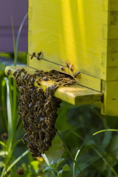 Beehive の蜂 — ストック写真