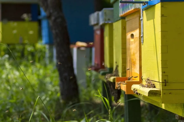 Las abejas en la colmena —  Fotos de Stock